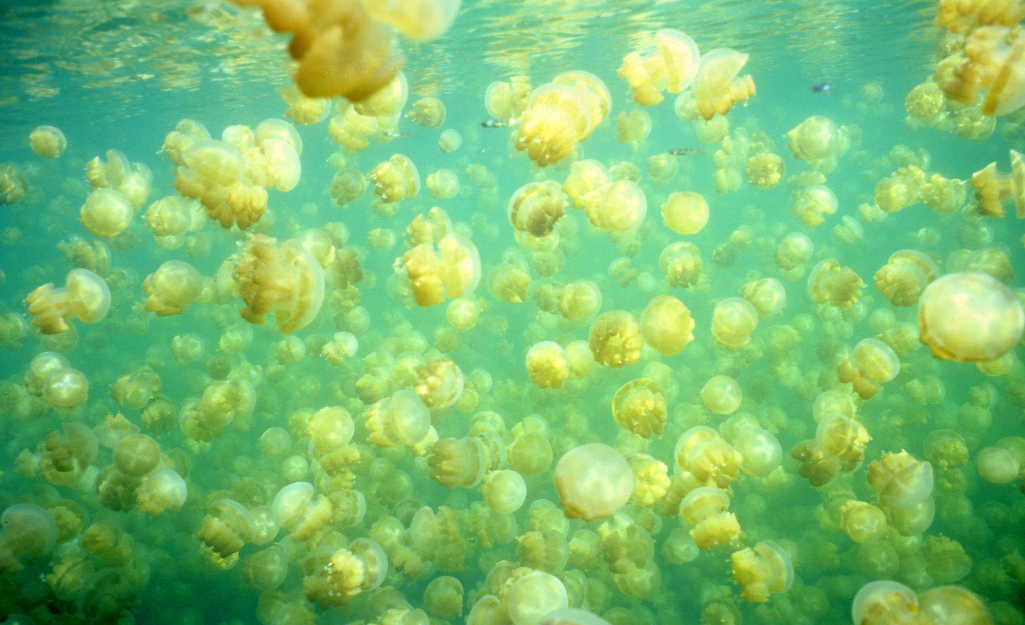 Jellyfish Lake, Palau